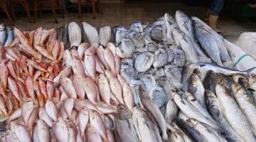 أسعار الأسماك بأسواق مطروح اليوم السبت 16-5-2026.. الوقار بـ450 جنيها