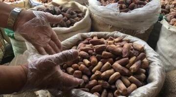 أسعار البلح السيوى والتمور بأسواق مطروح السبت  9-5-2026