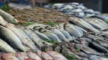 أسعار السمك اليوم 15-5-2026 في سوق العبور.. 82 جنيها لكيلو البلطي