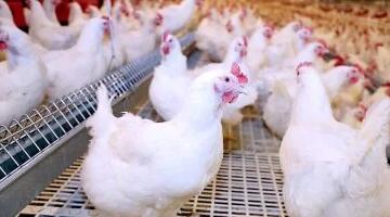 أسعار الفراخ البيضاء اليوم السبت 9-5-2026 فى المنوفية