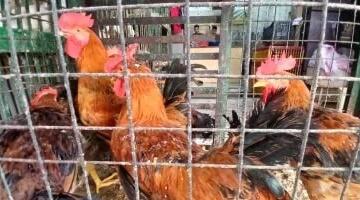 أسعار الفراخ بأسواق مطروح اليوم الأربعاء 13-5-2026.. البانيه بـ 200 جنيه
