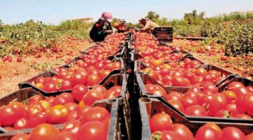 أسعار قفص الطماطم تقفز إلى 1000 جنيه بسوق العبور -جريدة المال