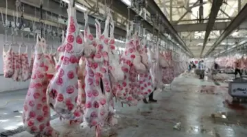 أعلنت حالة الطوارئ.. "الزراعة": 497 مجزرًا لاستقبال الأضاحي مجانًا تحت