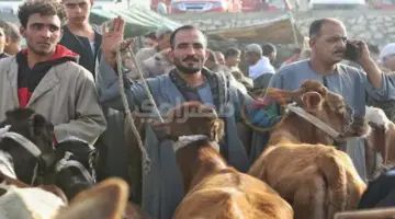 ارتفاع أسعار الأضاحي يسبق الزبائن إلى الأسواق.. والركود سيد الموقف (صور