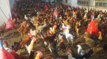 استقرار أسعار الدواجن والطيور بالإسماعيلية اليوم الجمعة 22 مايو 2026