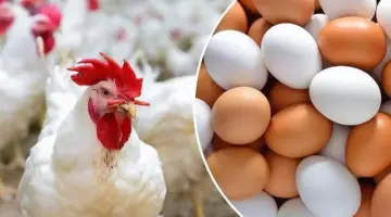 البانيه بـ 250 جنيهًا.. ثبات أسعار الفراخ اليوم الجمعة 1 مايو 2026
