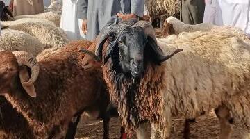الخروف البرقى يتصدر الإقبال بأسواق الإسكندرية استعدادا لعيد الأضحى.. فيديو