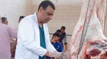 ”الزراعة”: ذبح 35.5 ألف أضحية خلال أيام العيد مجانًا بالمجازر الحكومية| صور | بوابة الزراعة