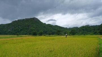 الموسم الذهبي في كومونة هوونغ لاب الحدودية.
