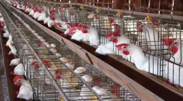 انخفاض أسعار الدواجن وارتفاع البيض اليوم بالأسواق (موقع رسمي)