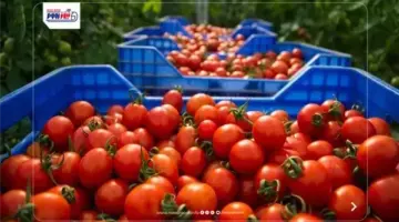 انخفاض سعر الطماطم اليوم في الأسواق.. اعرف الكيلو وصل كام