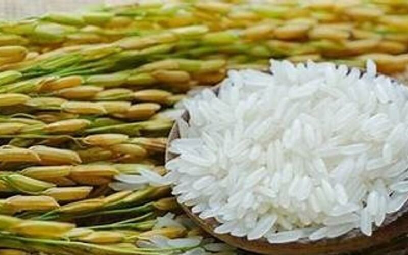 انخفضت أسعار تصدير الأرز الخام بشكل طفيف، وكان التداول في سوق الأرز بطيئاً في 26 مايو.