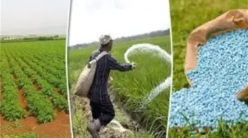 باستثناء النترات المخصوص، انخفاض أسعار الأسمدة اليوم في الأسواق