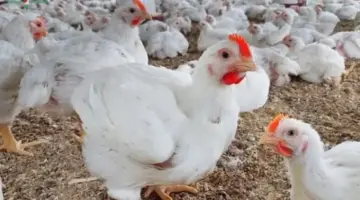 بشرى سارة للمستهلكين هبوط مفاجئ في أسعار الفراخ البيضاء اليوم وتراجع الكيلو 5 جنيهات بالمزارع