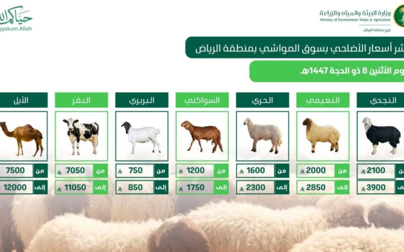 بيئة الرياض: وفرة كبيرة في الأضاحي واستقرار بالأسعار مع تعزيز الجولات الرقابية