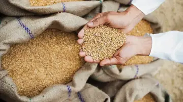 تقرير أمريكي: رفع أسعار توريد القمح يعزز الأمن الغذائي لمصر