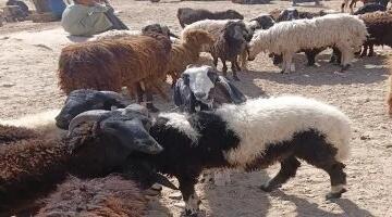 جولة بأسواق الأضاحي فى أسوان.. فيديو وصور