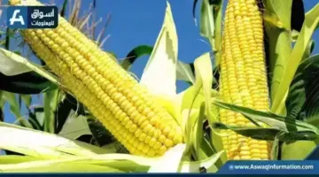 سعر طن الذرة الصفراء اليوم الخميس.. الأردب عند التاجر بكام | أسعار السلع