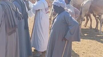 من سوق الجمال بأسوان.. تعرف على أسعار الأضاحى هذا العام.. صور