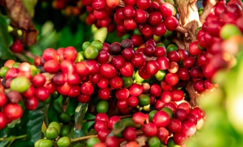 أخبار الزراعة اليوم (13 يونيو): ارتفاع حاد في أسعار البن.