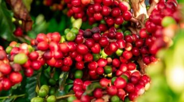 أخبار الزراعة اليوم (13 يونيو): ارتفاع حاد في أسعار البن.