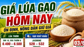 أسعار الأرز اليوم، 3 يونيو: الأرز العطري يحافظ على ميزته التصديرية.