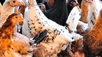 أسعار الدواجن اليوم الثلاثاء 16-6-2026 فى المنوفية.. الفراخ بـ 75 جنيها