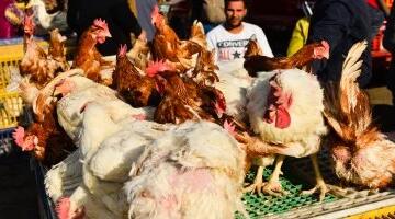 أسعار الدواجن والفراخ البلدى فى الأقصر اليوم الثلاثاء 9 يونيو 2026