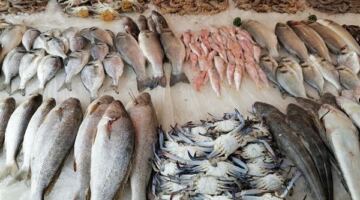 أسعار السمك اليوم، البلطي يحافظ على مكاسبه وانخفاض الكابوريا والجمبري