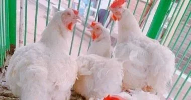 أسعار الفراخ البيضاء اليوم الخميس 4-6-2026 فى المنوفية