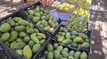 أسعار المانجو اليوم السبت فى أسواق الجملة