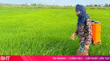 استجابة استباقية للآفات والأمراض لحماية إنتاج الأرز في فصلي الصيف والخريف.