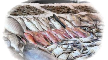 استقرار ملحوظ في بورصة البحر.. أسعار الأسماك والمأكولات البحرية بعد ظهر اليوم السبت 13 يونيو 2026