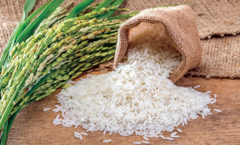 الأرز يحافظ على استقراره.. وموسم الزراعة الجديد يترقب زيادة الإنتاج