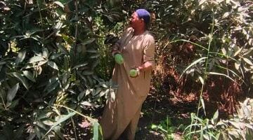 المانجا ساحرة القلوب بالصيف.. اليوم السابع يرصد أجواء حصاد وتجهيز أطنان المانجو بالأقصر قبل توريدها للأسواق المحلية.. الزبدية والصديقة والعويسي والسكرية والتيمور والهندى الأبرز.. والأسعار تبدأ من 22 جنيها.. صور