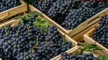 انطلاق حصاد العنب في نجران بإنتاج يتجاوز 3 آلاف طن خلال الموسم الحالي