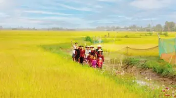 ترتبط قصة طائر الكركي ذي التاج الأحمر ارتباطاً وثيقاً بحضارة زراعة الأرز.