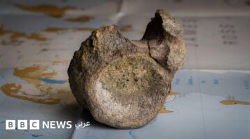 حفرية منسية لـ40 عاماً تكشف أول عظمة ديناصور عُثر عليها في القارة القطبية الجنوبية