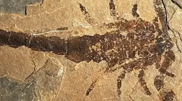حل لغز عمره 150 عاماً.. العلماء يوقظون «T-Rex» عالم المفصليات وأكبر عقرب في تاريخ الأرض! – أخبار السعودية