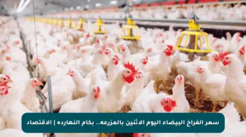 سعر الفراخ البيضاء اليوم الإثنين بالمزرعة.. بكام النهاردة | الاقتصاد