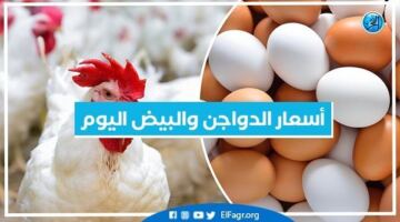سعر الفراخ والبيض اليوم الثلاثاء 2ينيو 2026 داخل أسواق المنيا