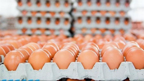 سعر كرتونة البيض اليوم الثلاثاء في بورصة الدواجن