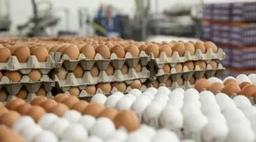 شعبة الدواجن: كرتونة البيض تباع بخسائر تصل إلى 50 جنيها من تكلفة الإنتاج