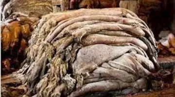 غرفة الدباغة: عيد الأضحى يوفر 20% من الجلود سنويا.. وسوء التعامل يحولها