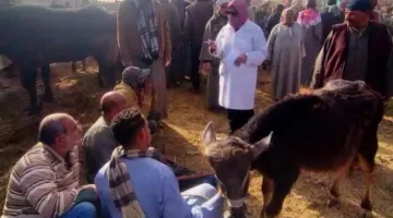 لحماية الثروة الحيوانية والداجنة.. ”الخدمات البيطرية” تنفذ أكثر من 16 ألف زيارة للمنازل وأسواق الماشية خلال مايو | بوابة الزراعة