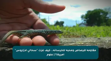 مقاومة للرصاص ومحبة للخرسانة.. كيف غزت “سحالي لازاروس” أمريكا؟ | علوم