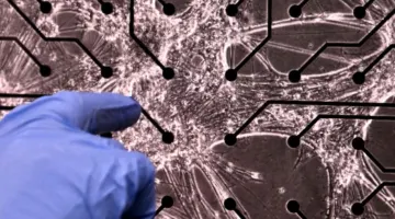هل بدأ عصر الحواسيب الحية؟ خلايا دماغ بشرية تتعلم لعبة “دوم” | علوم