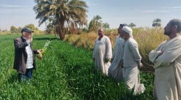 زراعة الأقصر تدعم المزارعين عبر 16 ندوة توعوية وحقلية.. وكيل الوزارة: حسم وإنجاز 22 شكوى من أصل 26 بنسبة إنجاز 85%.. وتوفير حصص تقاوي معتمدة من الذرة الشامية والرفيعة والسمسم وتقاوي فول الصويا.. صور