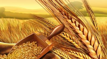 سعر القمح اليوم الخميس 2-6-2026.. بكم يبلغ الطن؟